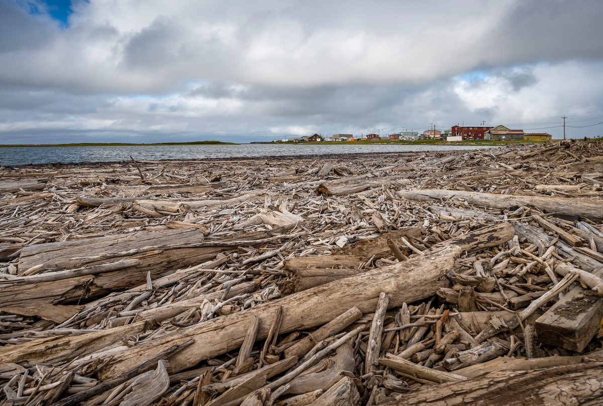 Drifting logs on the Arctic Ocean at the Mackenzie Delta, Canada