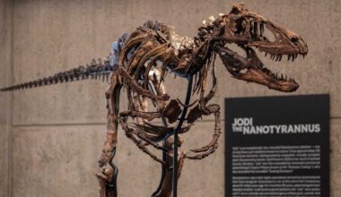 Rare fossil of T. rex cousin goes on display in New York before heading to auction