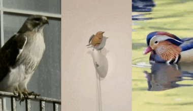 What If New York Just Loves a Fancy, Complicated Bird?
