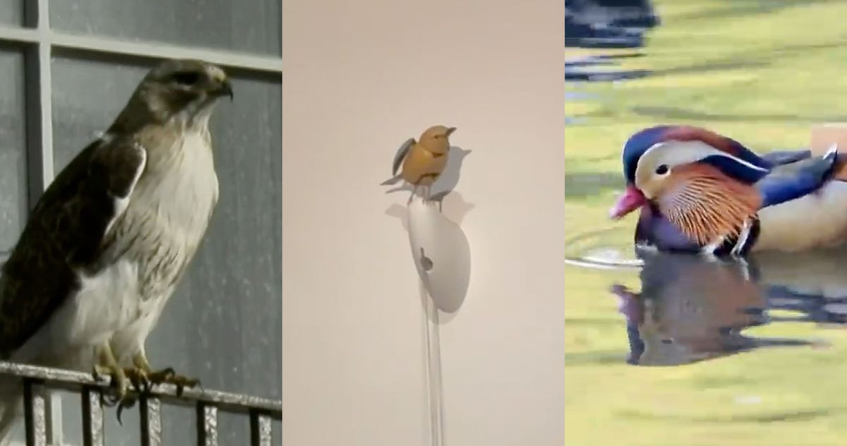 What If New York Just Loves a Fancy, Complicated Bird?