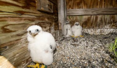 NYC’s wildlife is making a comeback. Can it stay?