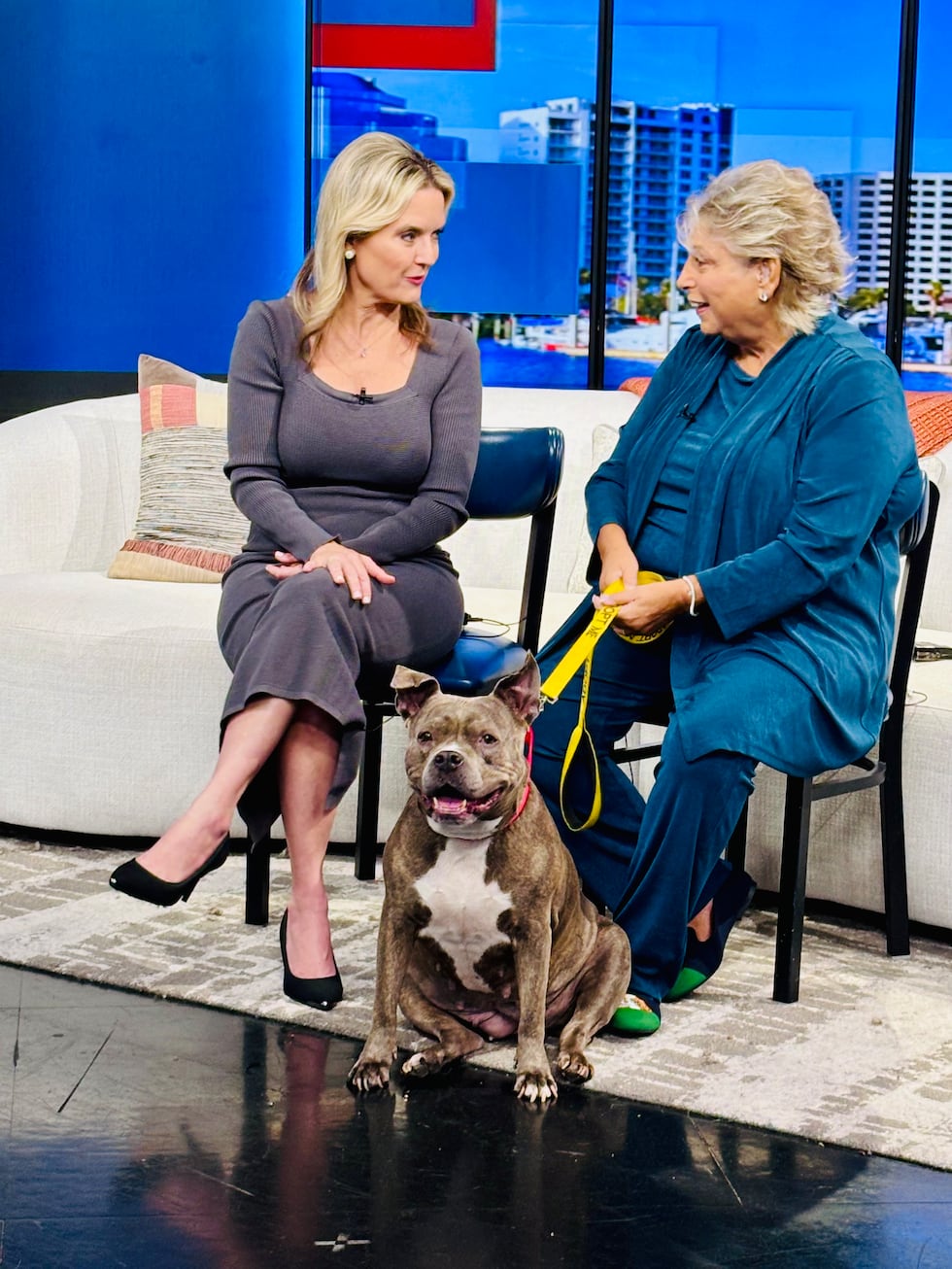 Manhattan, an 8-year-old dog was featured as ABC7’s Pet of the Week. Marsha Panuce, founder of...