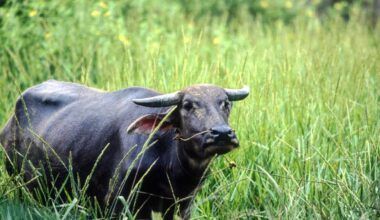 Driver hits water buffalo in Stockholm, New York