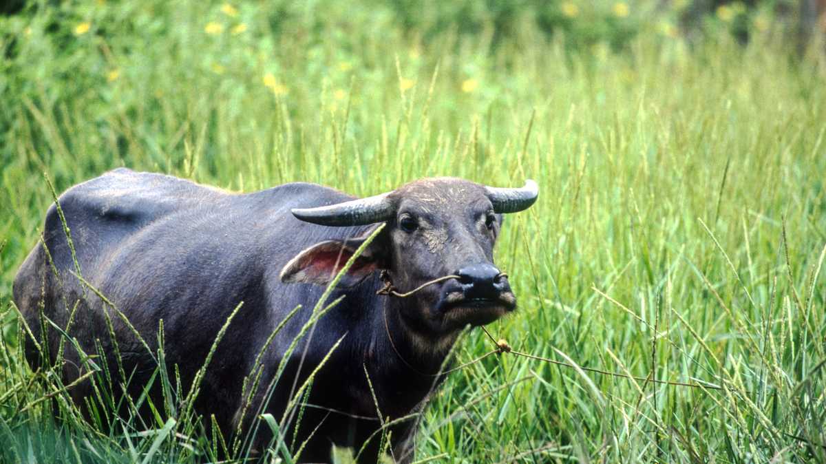 Driver hits water buffalo in Stockholm, New York