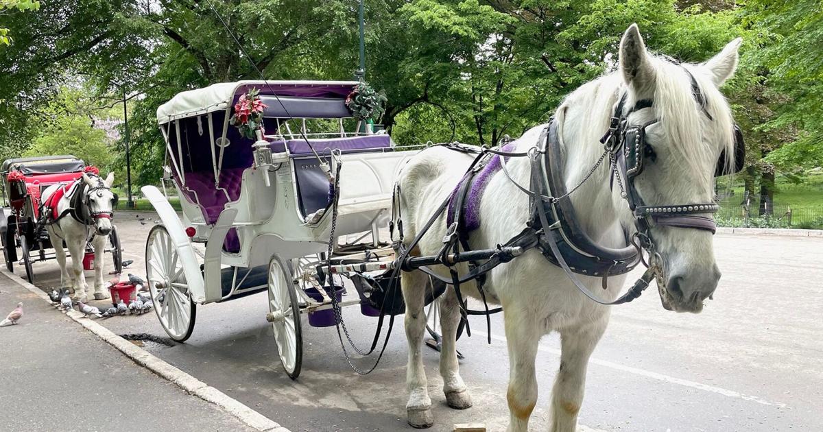 New York City’s iconic horse-drawn carriages expected to take their last trot | News