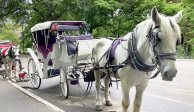 New York City’s iconic horse-drawn carriages expected to take their last trot | News