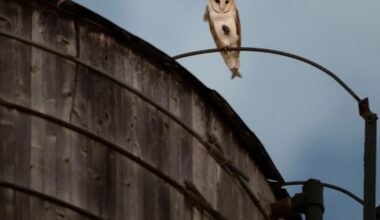 A rare family of barn owls moved into Manhattan's Upper West Side. New Yorkers are captivated | National News