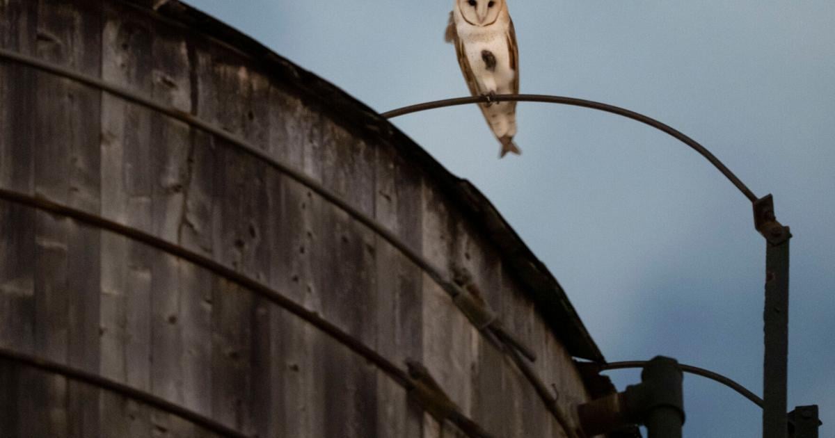A rare family of barn owls moved into Manhattan's Upper West Side. New Yorkers are captivated | National News