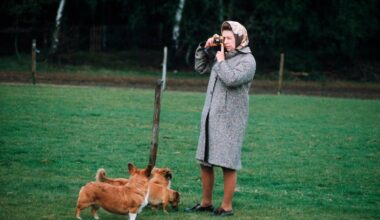 What happened to the late Queen's corgis after royal scandal surrounding Andrew Mountbatten-Windsor and Sarah Ferguson?