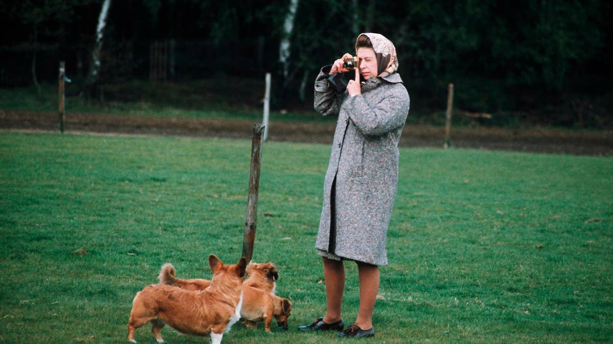 What happened to the late Queen's corgis after royal scandal surrounding Andrew Mountbatten-Windsor and Sarah Ferguson?