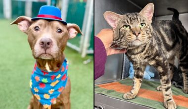 Flax, left, and Marbles, right. (Animal Care Centers of NYC)