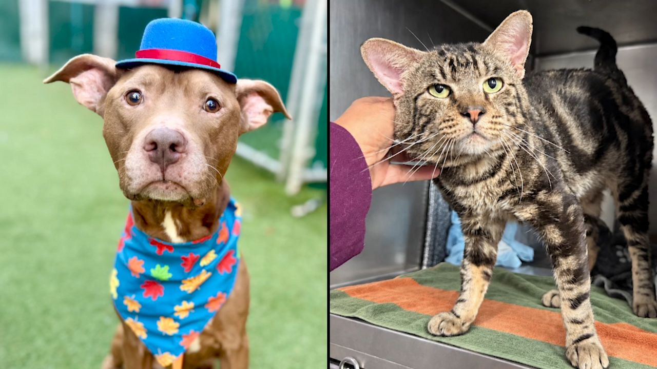 Flax, left, and Marbles, right. (Animal Care Centers of NYC)