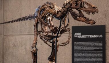 Rare fossil of T. rex cousin on display in NYC before auction – NBC New York
