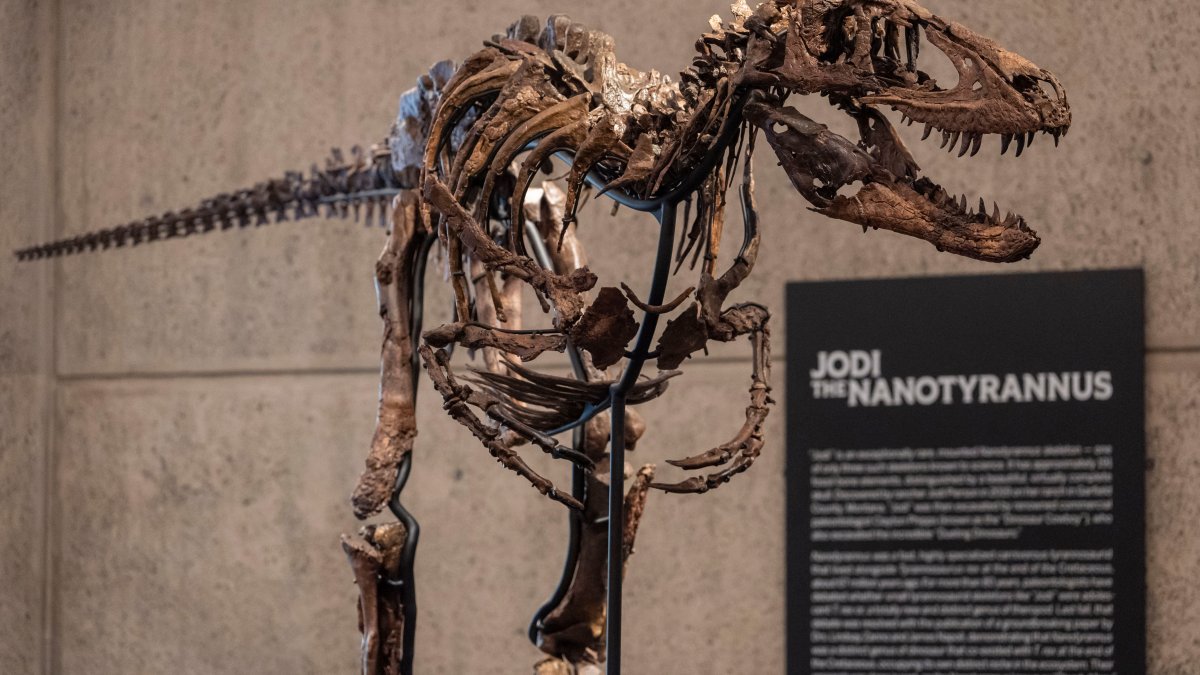 Rare fossil of T. rex cousin on display in NYC before auction – NBC New York