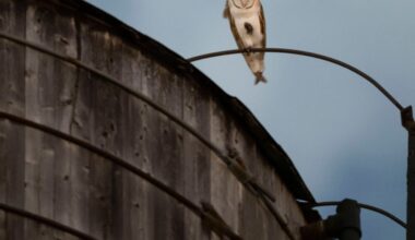 Who's there? A rare family of barn owls takes over a water tower in Manhattan’s Upper West Side