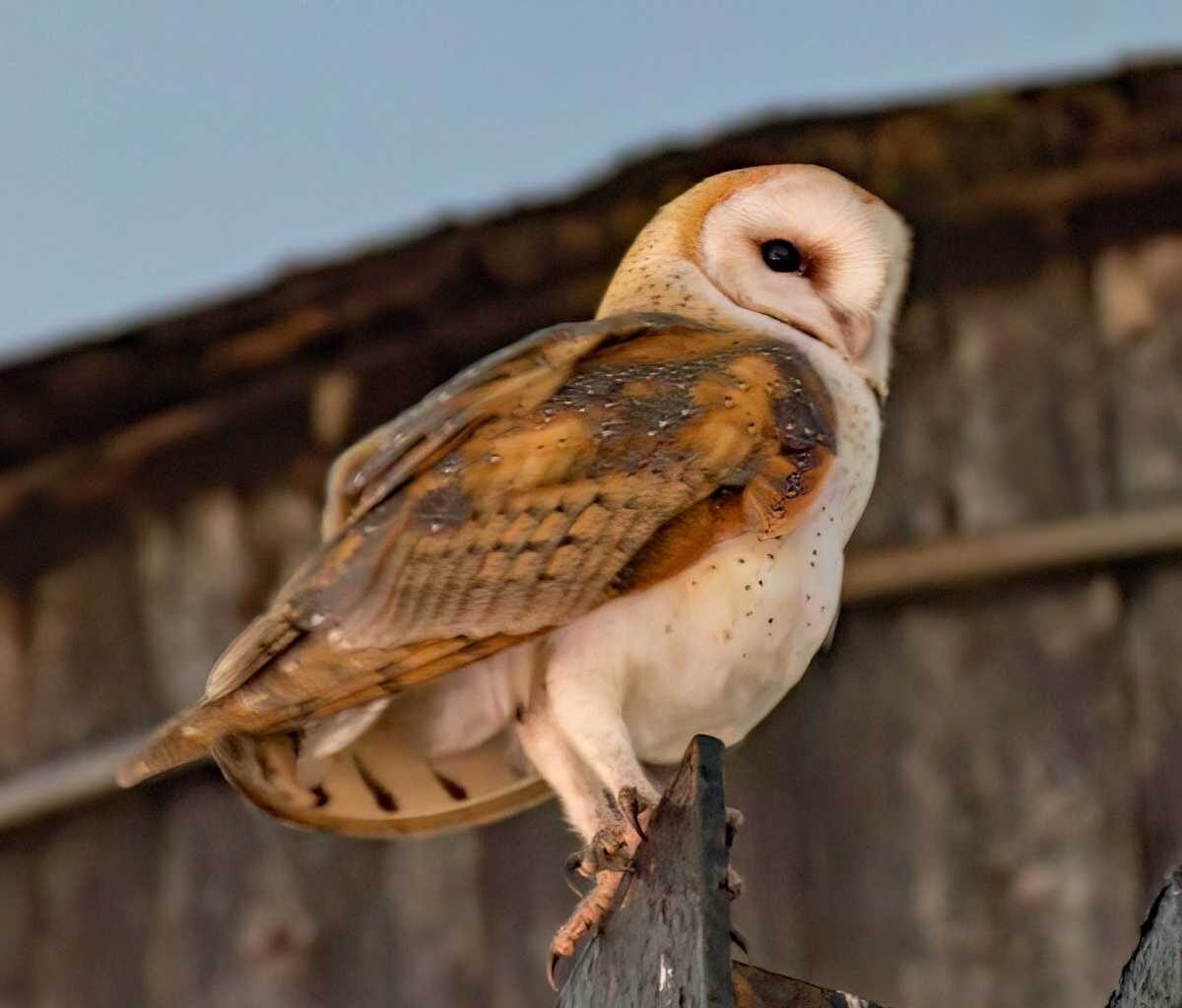 Owl mania flies into Manhattan’s Upper West Side