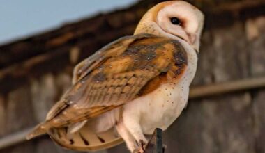 Owl mania flies into Manhattan’s Upper West Side