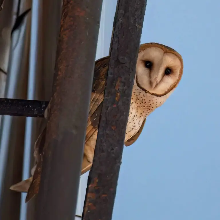 Barn Owl New York City Near Central Park