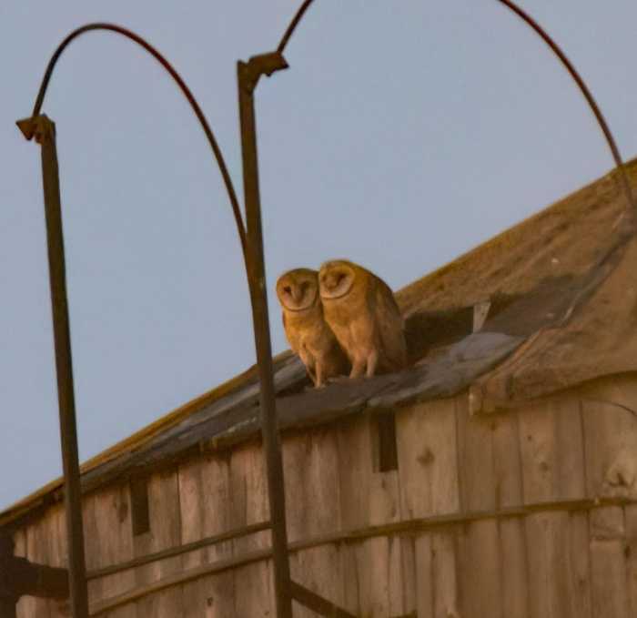 two barn owls