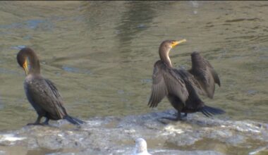 Federally protected cormorants causing shoreline headaches