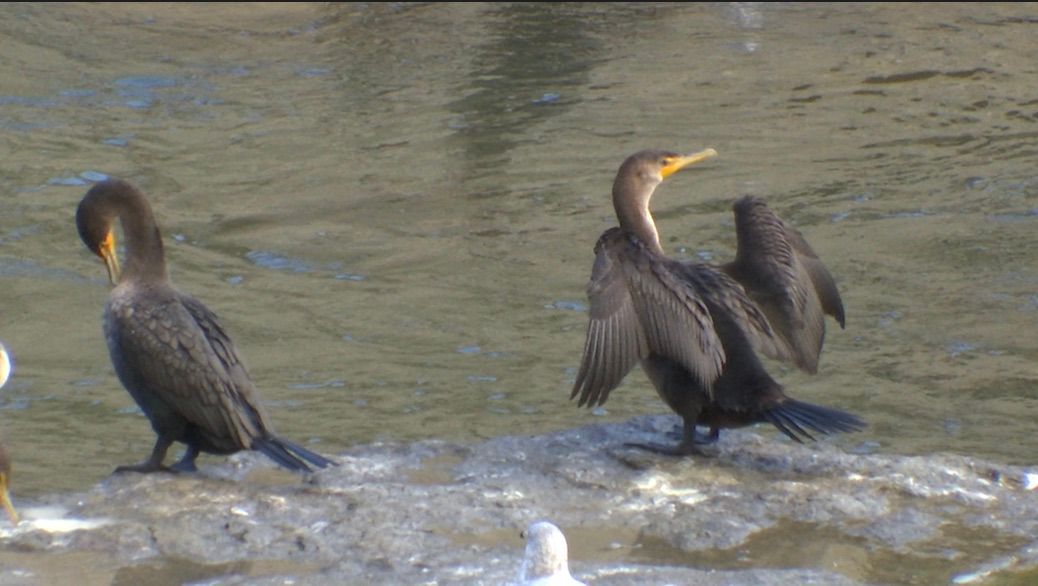 Federally protected cormorants causing shoreline headaches