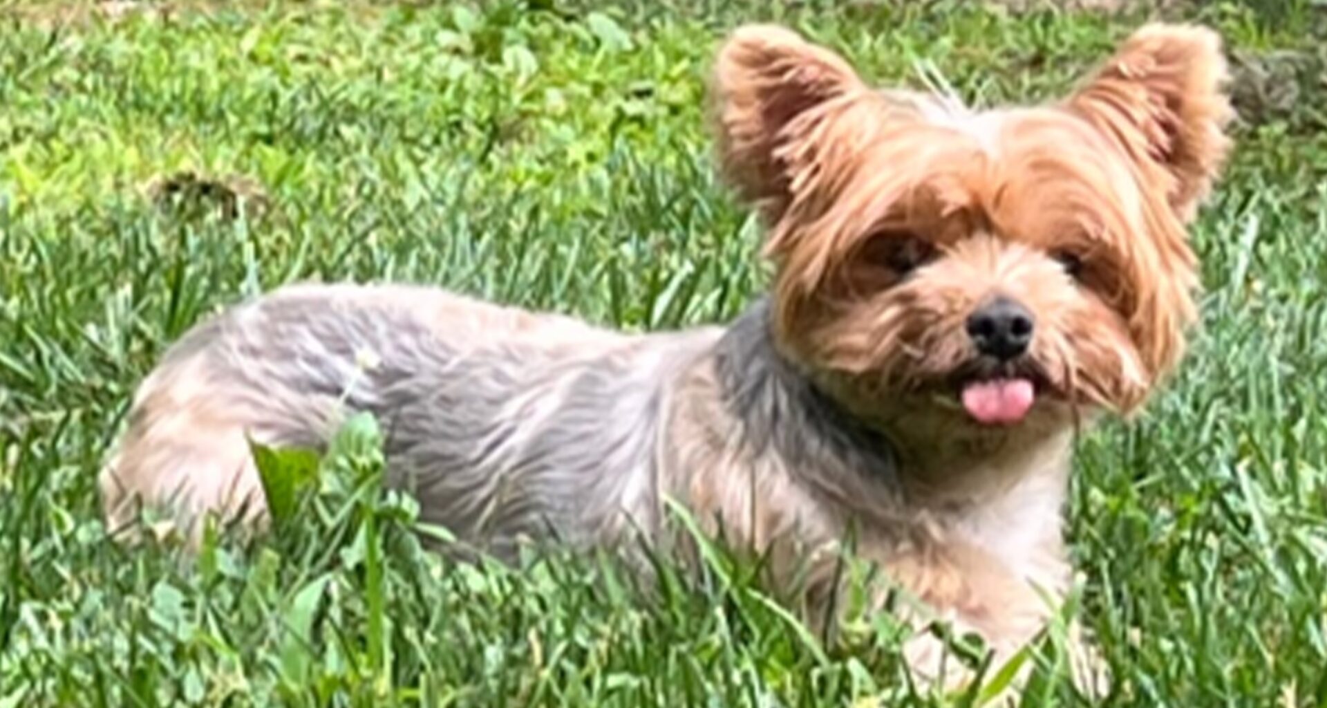 Queens crooks pluck Yorkshire Terrier from owner's front lawn: NYPD