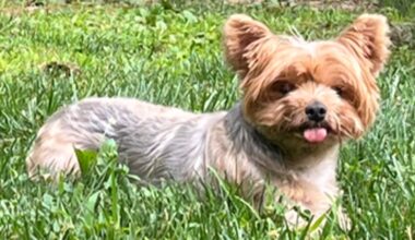 Queens crooks pluck Yorkshire Terrier from owner's front lawn: NYPD