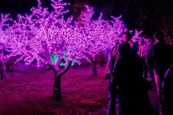 cherry esplanade lightscape 