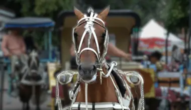New York City Council Passes Legislation to Phase Out Carriage Horse Rides