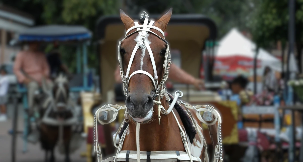 New York City Council Passes Legislation to Phase Out Carriage Horse Rides