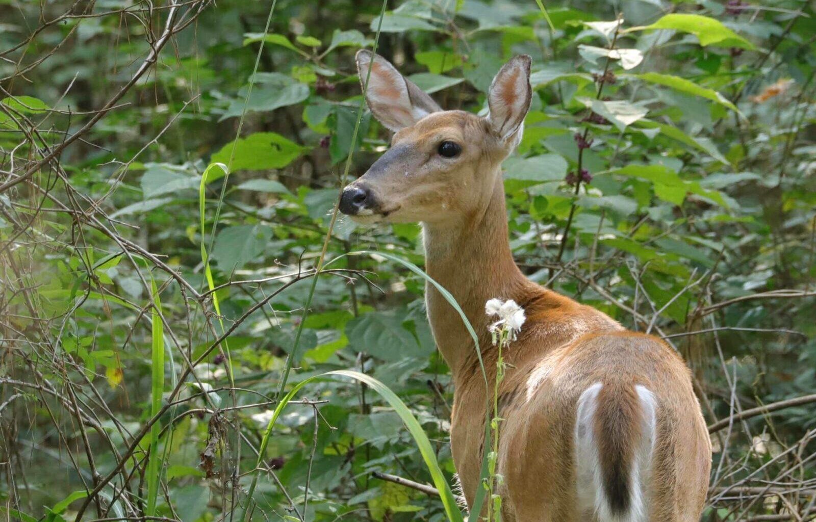 New York finalizes Wildlife Conservation Plan for next decade
