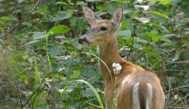 New York finalizes Wildlife Conservation Plan for next decade