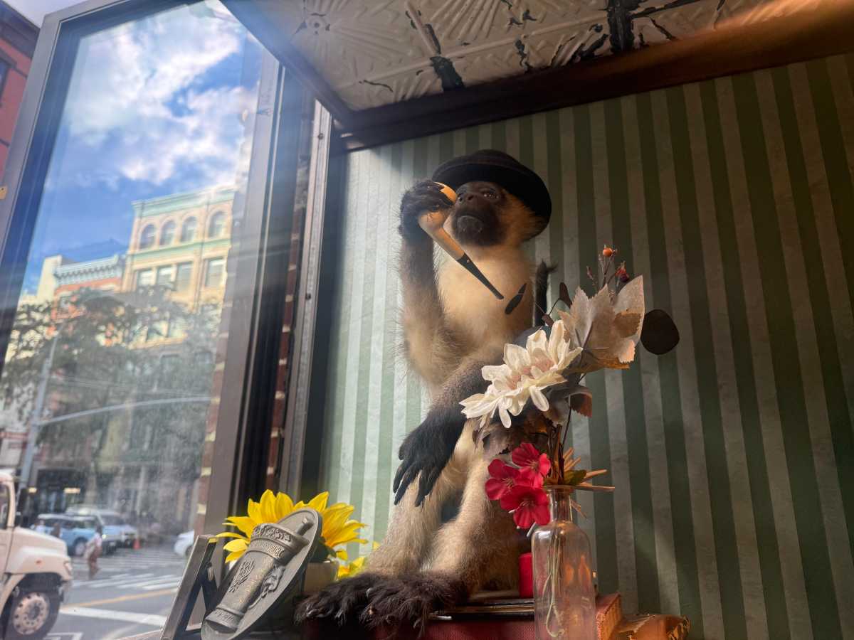 monkey at Dr. Silkman's