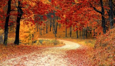 Metro-North adds ‘leaf peeper’ trains