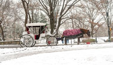New York to ban Central Park's horse-drawn carriages after teen's death