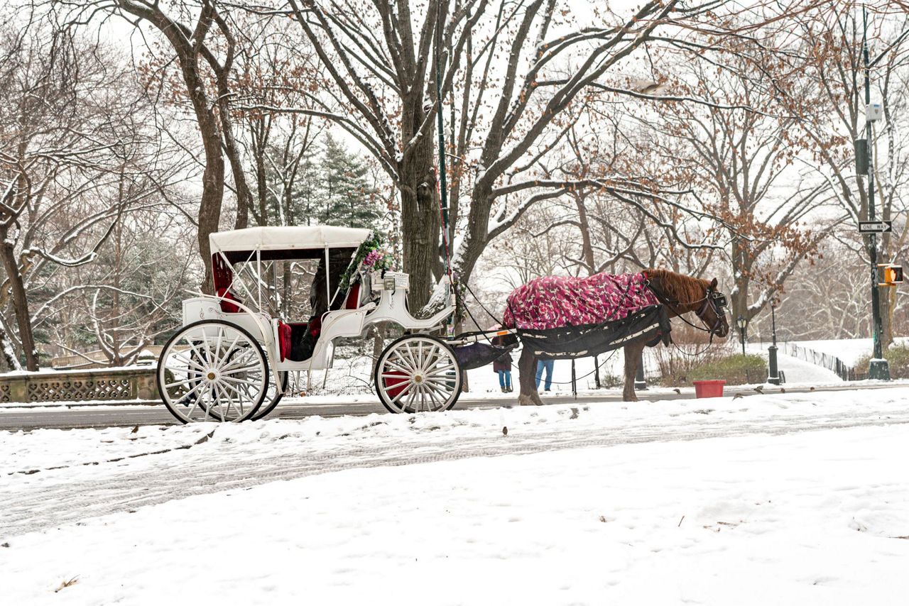 New York to ban Central Park's horse-drawn carriages after teen's death