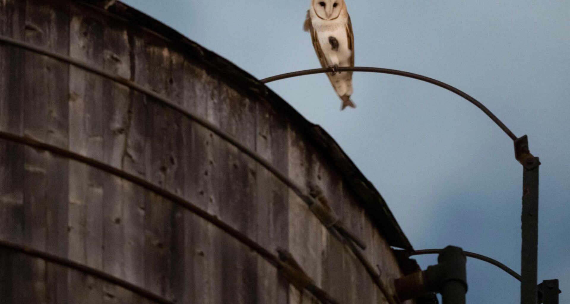 A rare family of barn owls moved into Manhattan’s Upper West Side. New Yorkers are captivated