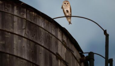 A rare family of barn owls moved into Manhattan’s Upper West Side. New Yorkers are captivated