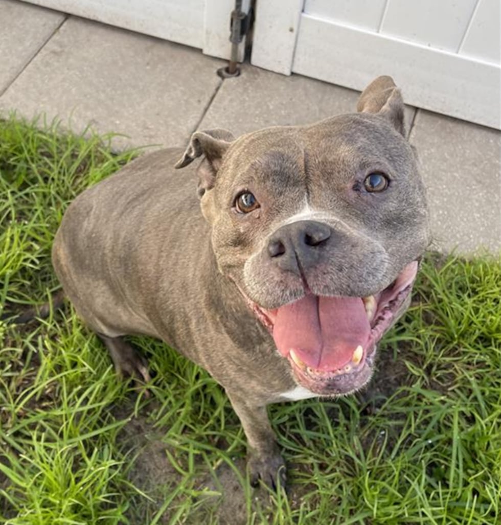 Manhattan, an 8-year-old, 70-pound dog available for adoption through Manatee County Animal...