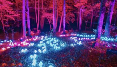 Harry Potter Forbidden Forest Experience Comes to Westchester – New York Family