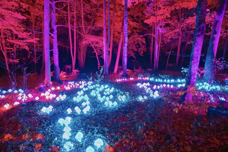 Harry Potter Forbidden Forest Experience Comes to Westchester – New York Family
