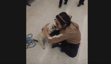 News 12 | Bronx | Longwood Family Reunited With French Bulldogs Stolen From Front Yard
