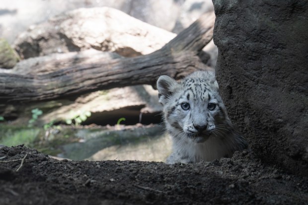 The Wildlife Conservation Society's Bronx Zoo has introduced new female snow leopard cub, Sarka, pictured here. Sarka which means "shark" in Nepali was born May 31, 2026, to parents Dari and Moutig. (Terria Clay / WCS)