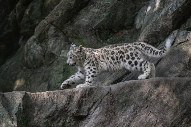 The Wildlife Conservation Society's Bronx Zoo has introduced new female snow leopard cub, Sarka, pictured here. Sarka which means "shark" in Nepali was born May 31, 2026, to parents Dari and Moutig. (Terria Clay / WCS)