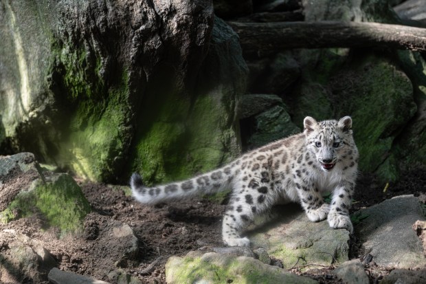 The Wildlife Conservation Society's Bronx Zoo has introduced new female snow leopard cub, Sarka, pictured here. Sarka which means "shark" in Nepali was born May 31, 2026, to parents Dari and Moutig. (Terria Clay / WCS)