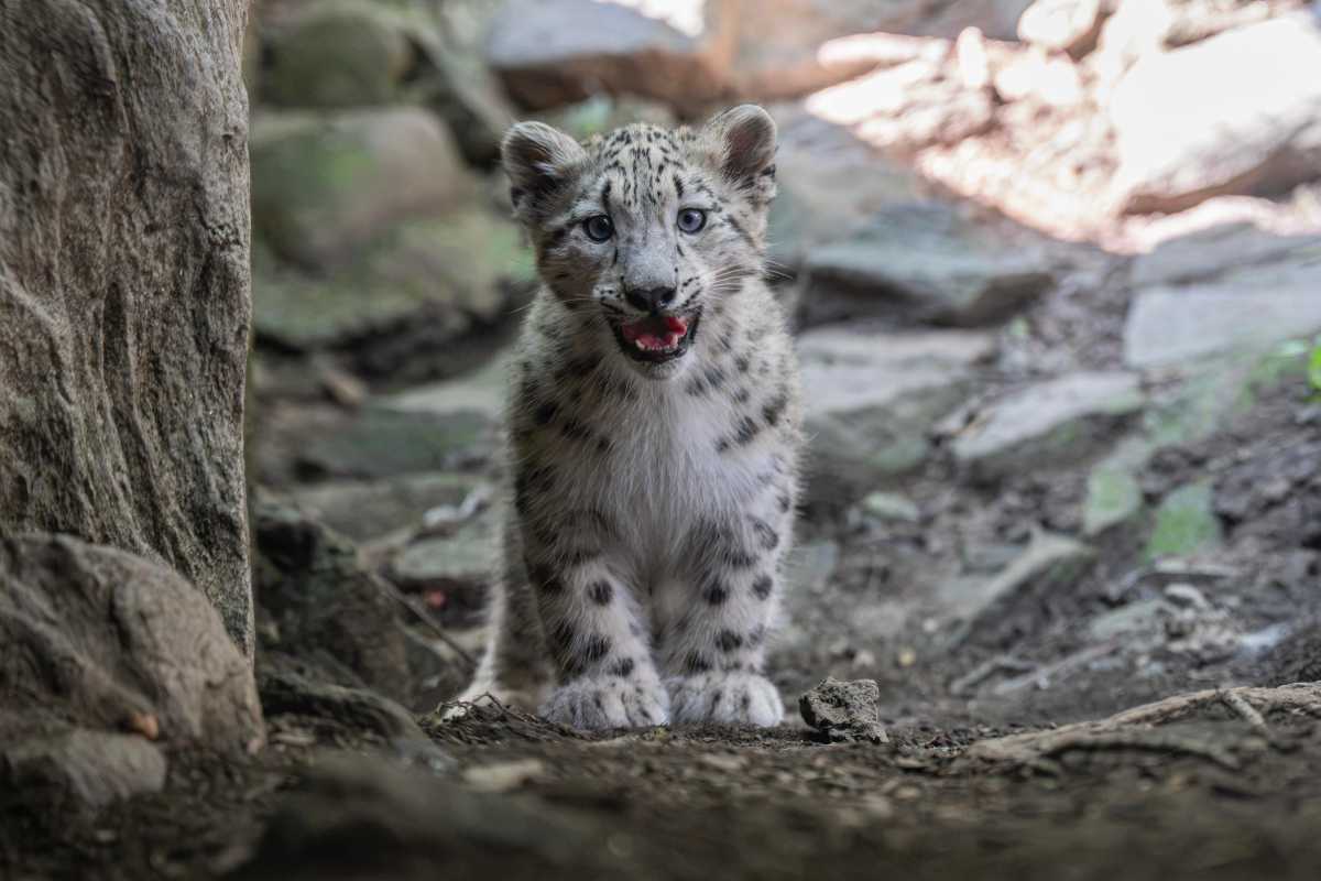 snow leopard cub