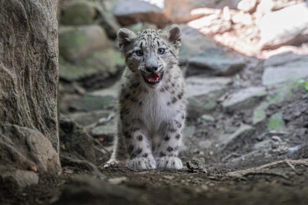 The Wildlife Conservation Society's Bronx Zoo has introduced new female snow leopard cub, Sarka, pictured here. Sarka which means "shark" in Nepali was born May 31, 2026, to parents Dari and Moutig. (Terria Clay / WCS)