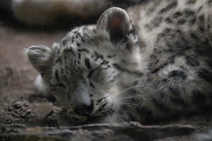 snow leopard at the bronx zoo