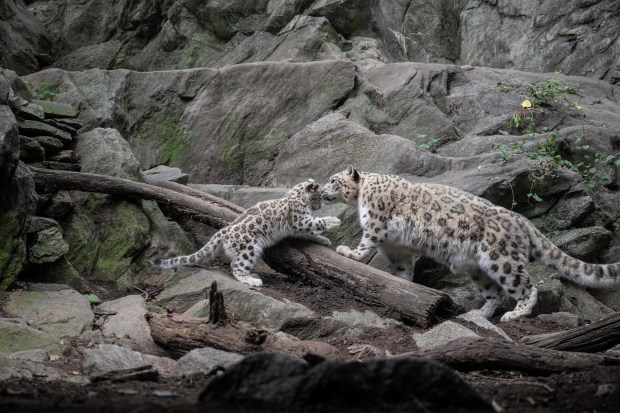 The Wildlife Conservation Society's Bronx Zoo has introduced new female snow leopard cub, Sarka, pictured here. Sarka which means "shark" in Nepali was born May 31, 2026, to parents Dari and Moutig. (Terria Clay / WCS)