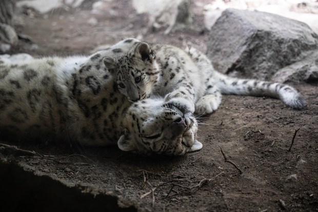 The Wildlife Conservation Society's Bronx Zoo has introduced new female snow leopard cub, Sarka, pictured here. Sarka which means "shark" in Nepali was born May 31, 2026, to parents Dari and Moutig. (Terria Clay / WCS)